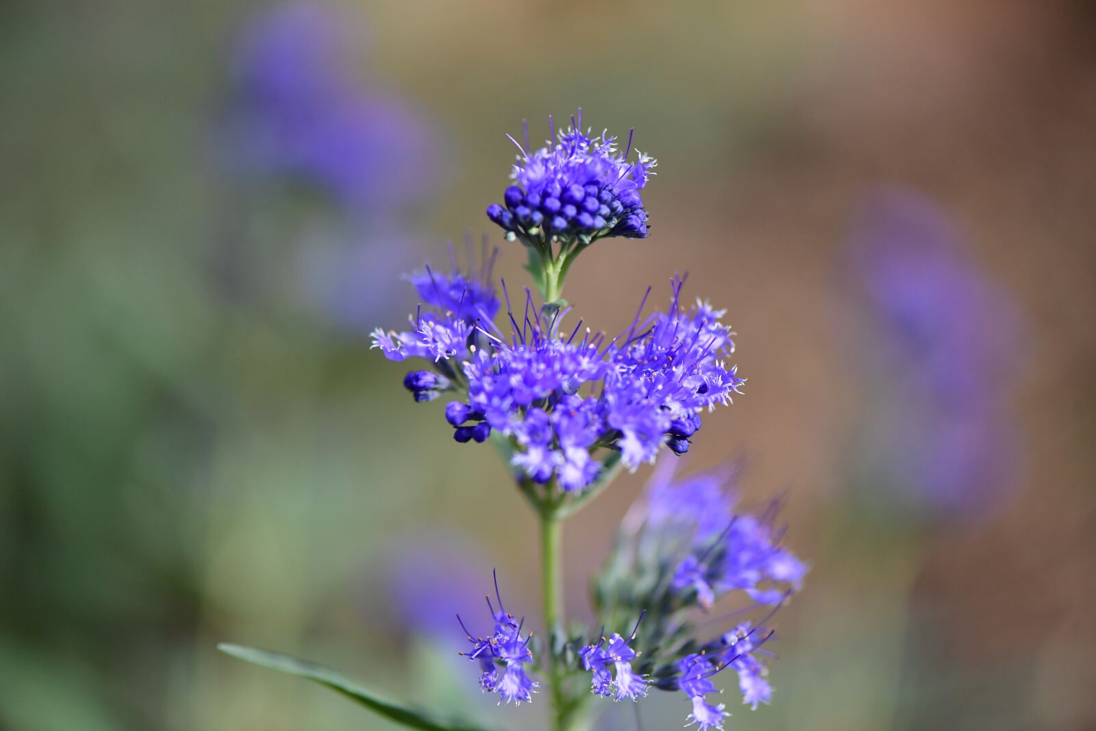Nikon D5 sample photo. Blue, flower, garden photography