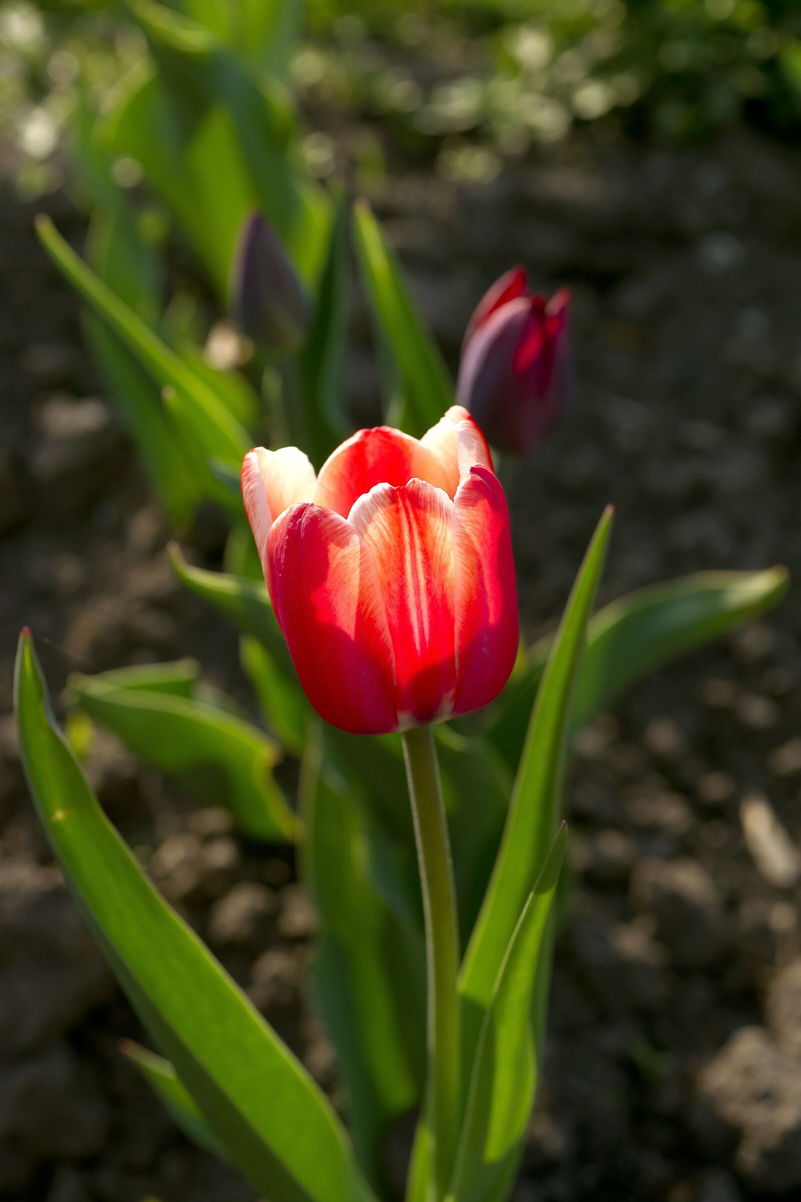 Sony Alpha DSLR-A850 sample photo. Flower, tulip, red photography