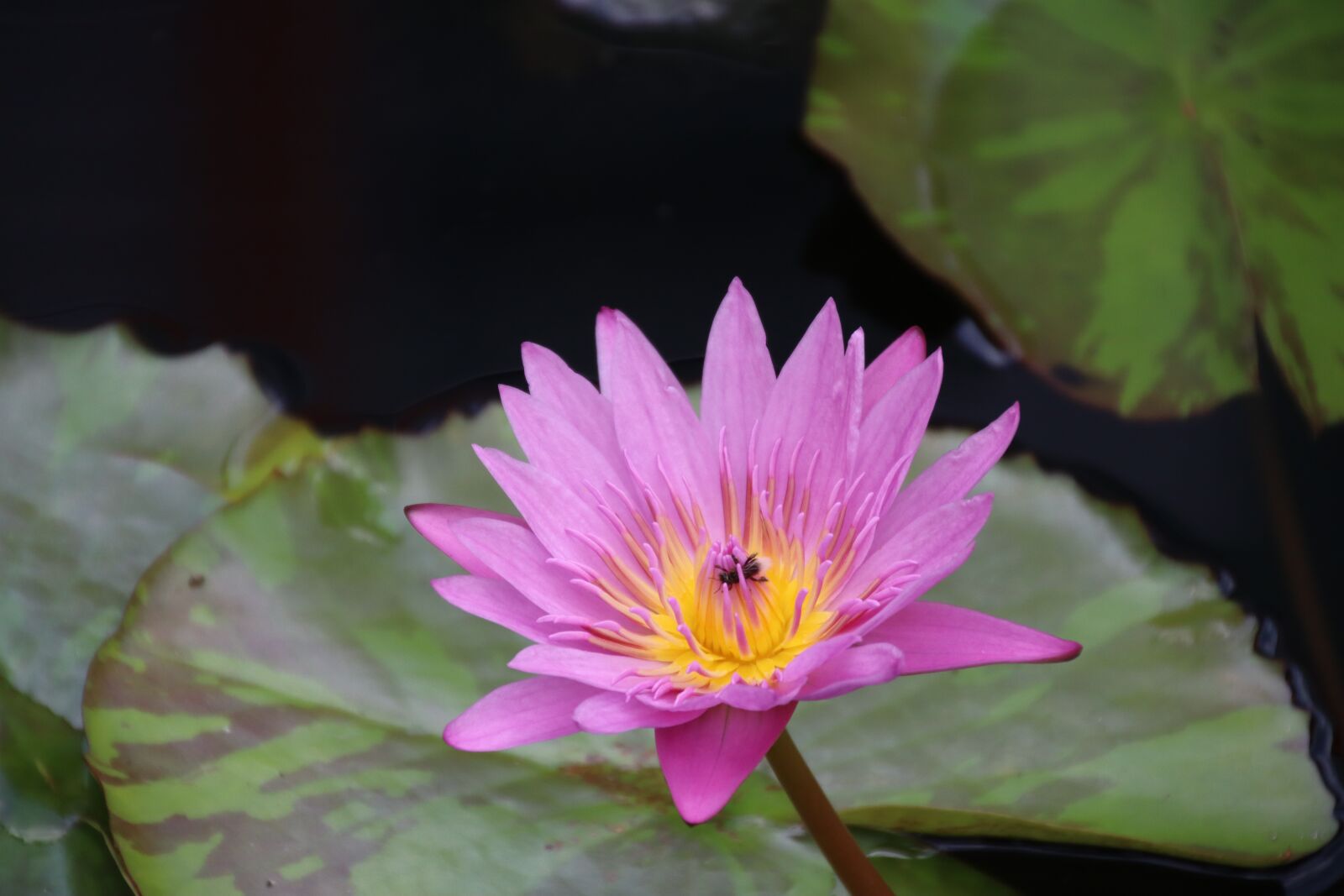 Canon EOS M50 (EOS Kiss M) sample photo. Water lily, blossom, bloom photography