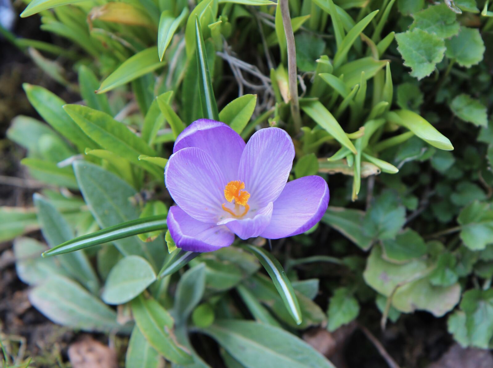 Canon EOS 600D (Rebel EOS T3i / EOS Kiss X5) sample photo. Crocus, flowering, flower photography
