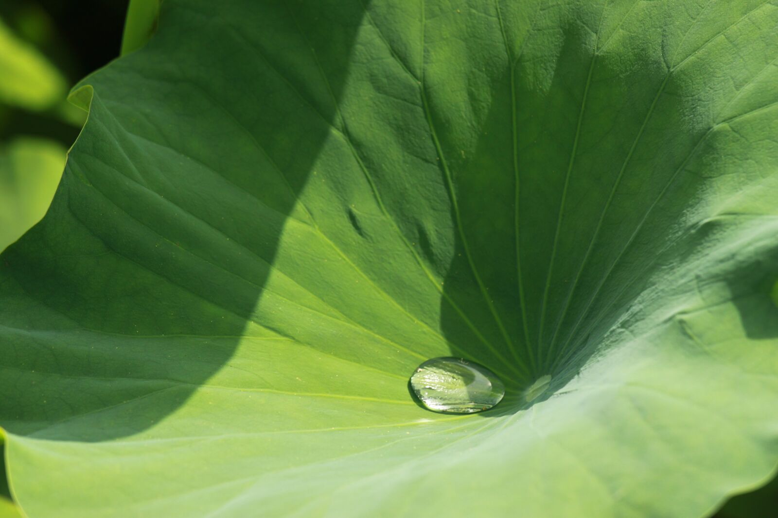 Canon EOS 500D (EOS Rebel T1i / EOS Kiss X3) sample photo. Kite, lotus leaf, nature photography