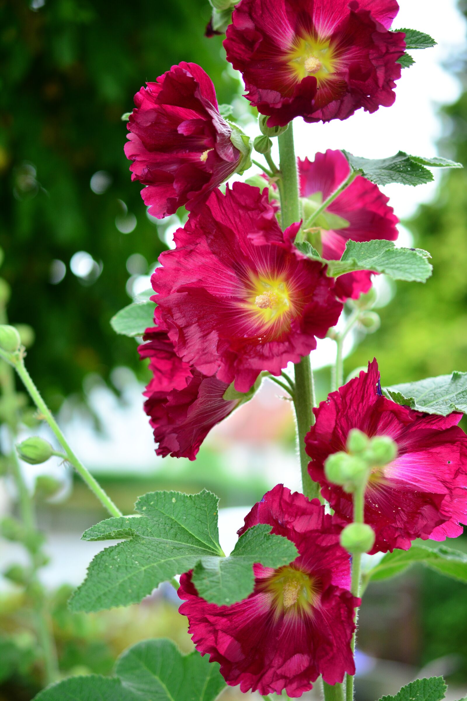 Nikon D5200 sample photo. Stock rose, hollyhock, poplar photography