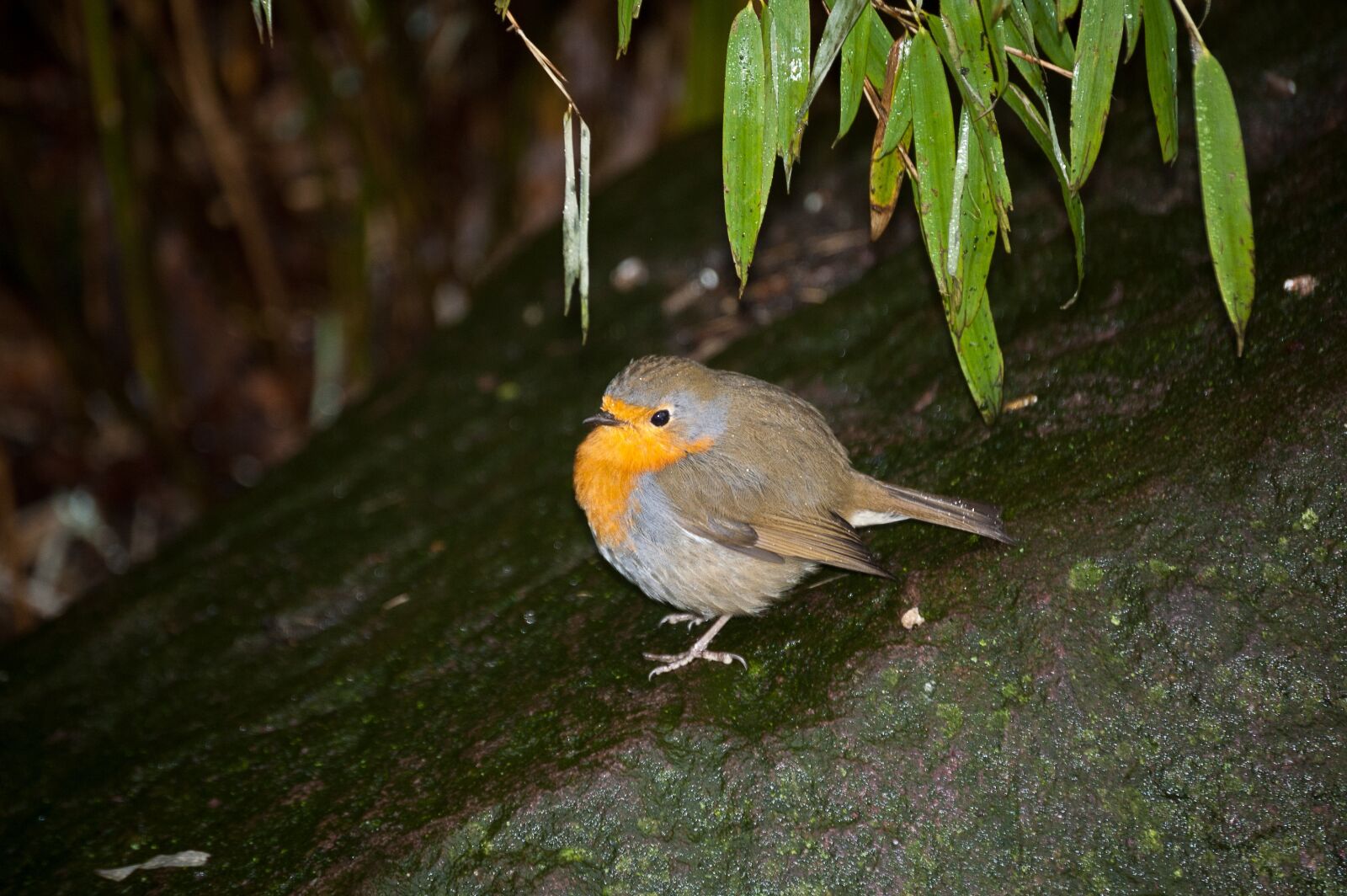 Nikon D40 sample photo. Robin, bird, nature photography
