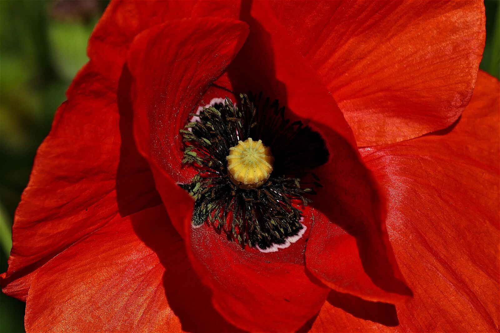 Panasonic Lumix DMC-FZ1000 sample photo. Poppy, macro, pollen photography