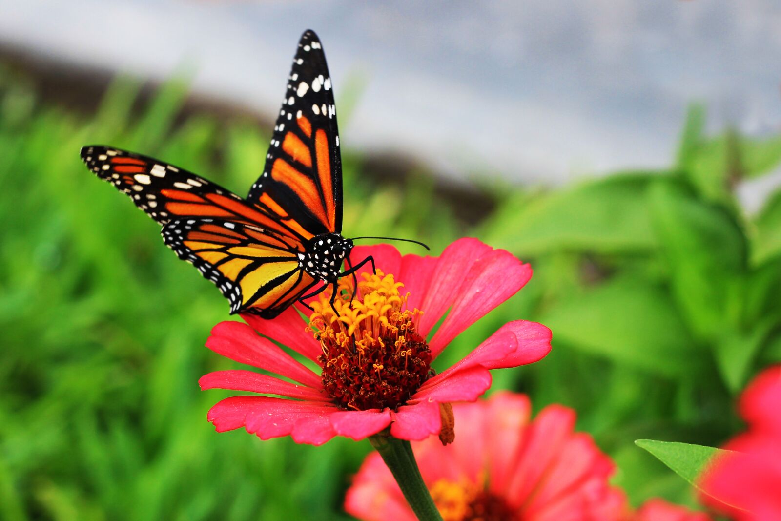 Canon EOS 600D (Rebel EOS T3i / EOS Kiss X5) + Canon EF 50mm F1.8 STM sample photo. Butterfly, spring, wings photography