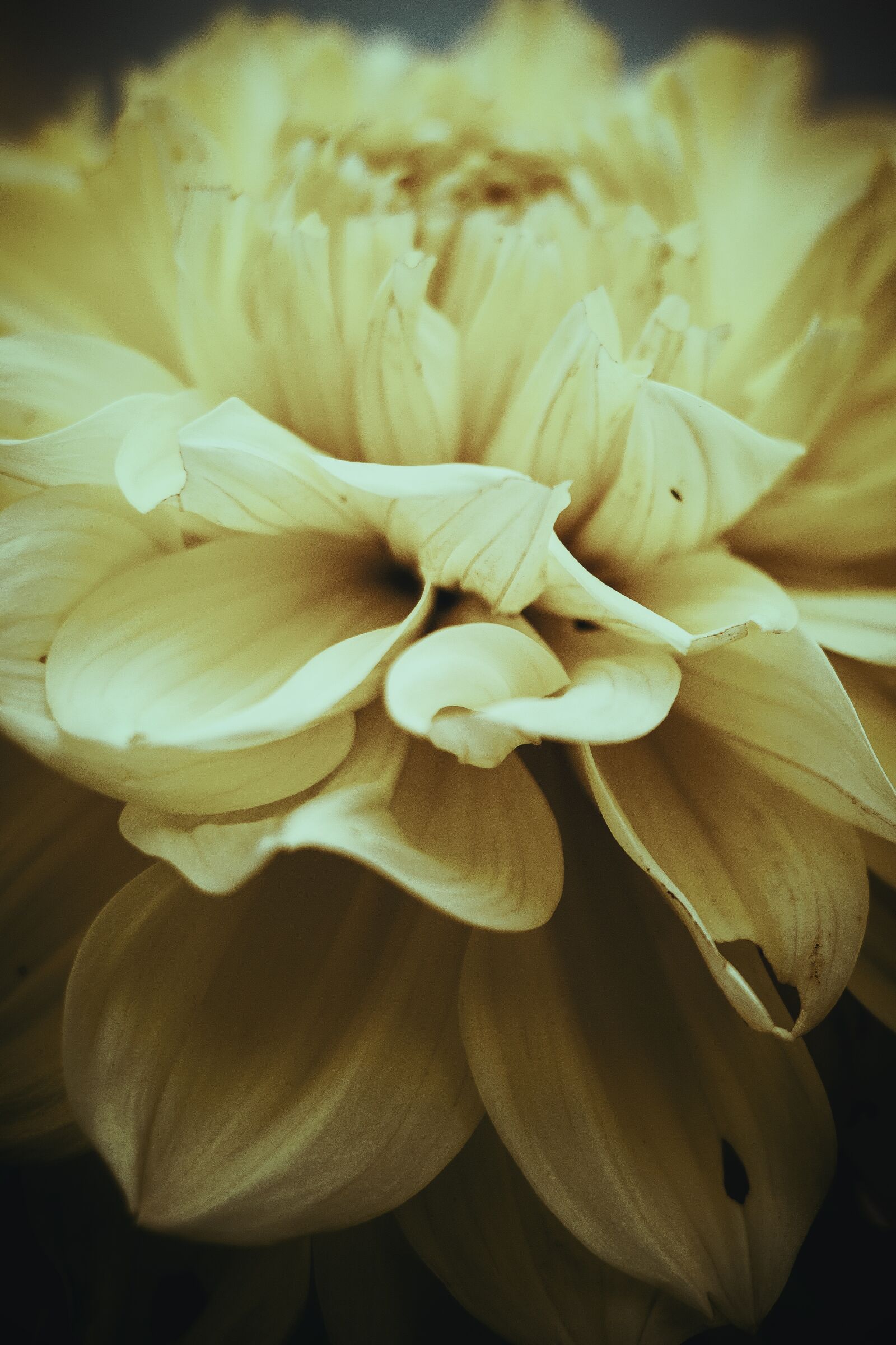 Canon EF 70-300 F4-5.6 IS II USM sample photo. Flower, dahlia, garden petals photography