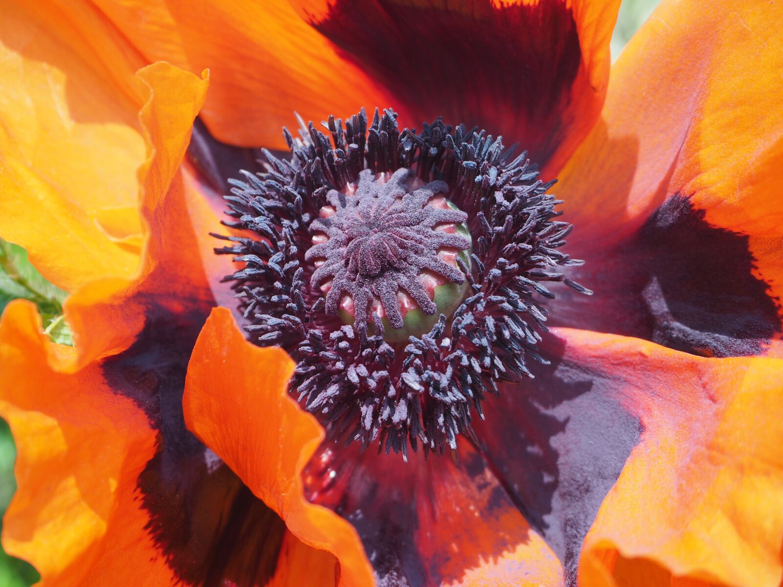 Olympus OM-D E-M10 sample photo. Poppy, turkish poppy, oriental photography
