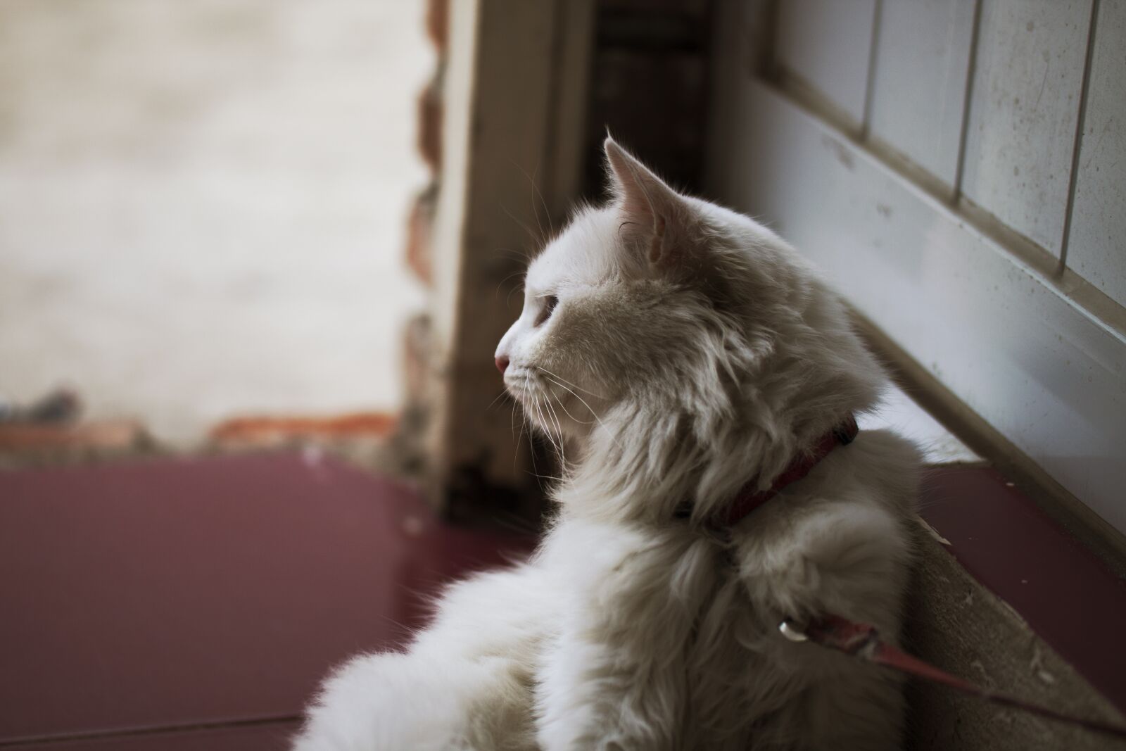Canon EOS 500D (EOS Rebel T1i / EOS Kiss X3) sample photo. Pet, cat, animal photography
