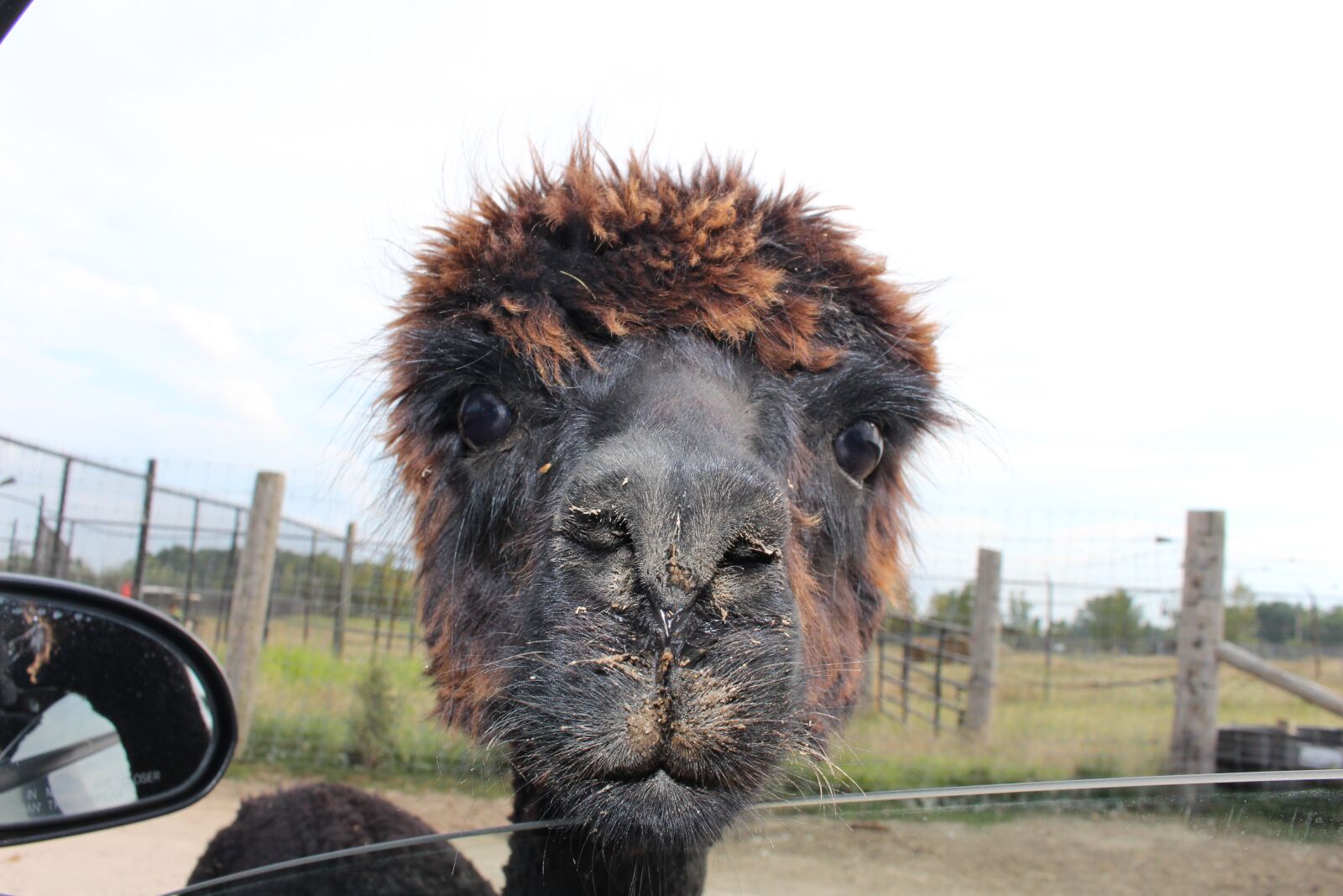Canon EOS 700D (EOS Rebel T5i / EOS Kiss X7i) sample photo. Llama, animal, car photography