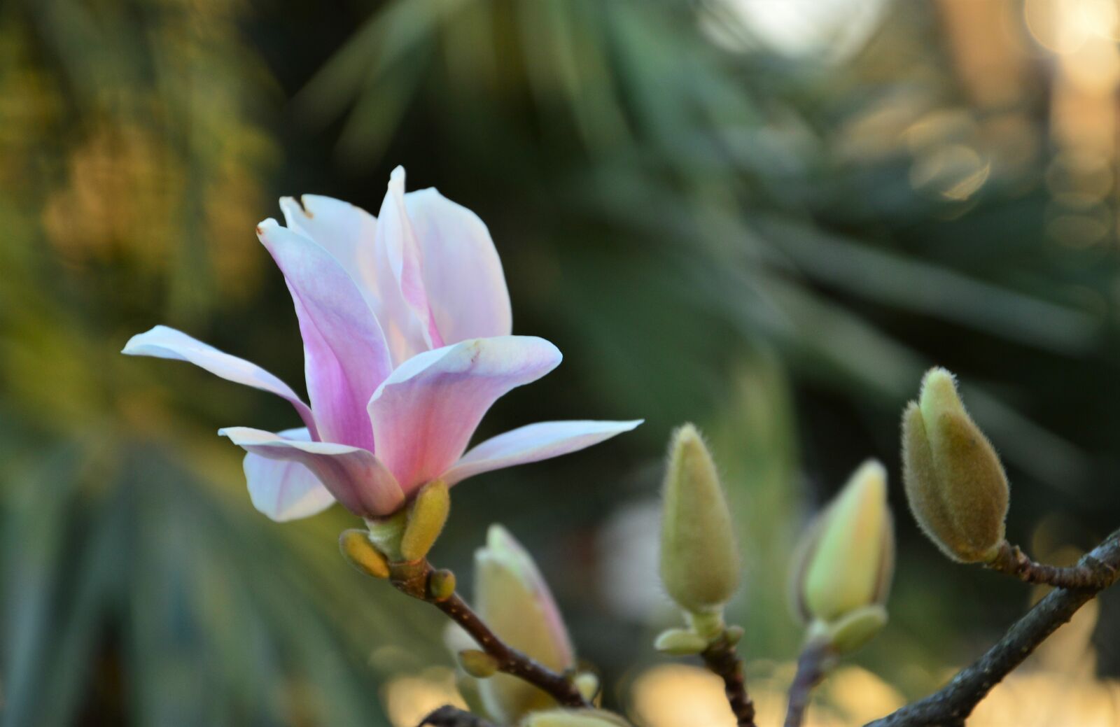 Nikon D3200 sample photo. Magnolia, summer, spring photography