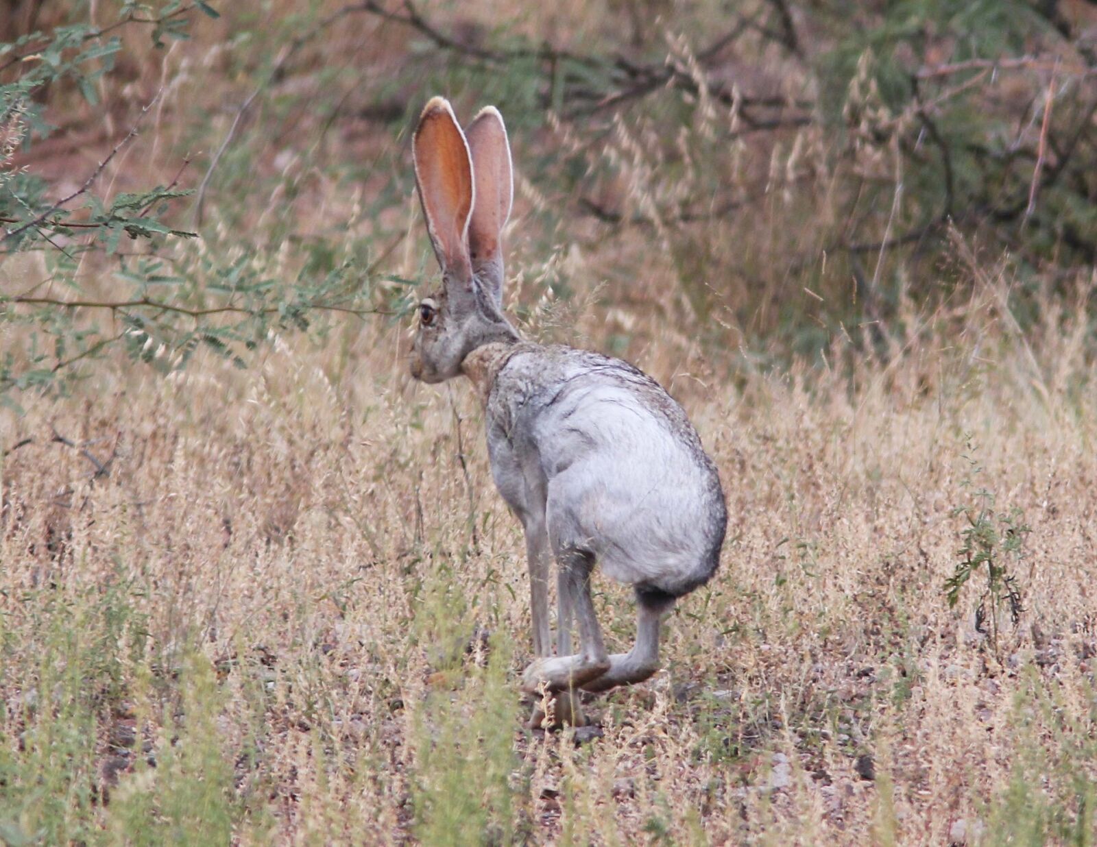 Canon EOS 500D (EOS Rebel T1i / EOS Kiss X3) sample photo. Antelope jackrabbit, wild, nature photography