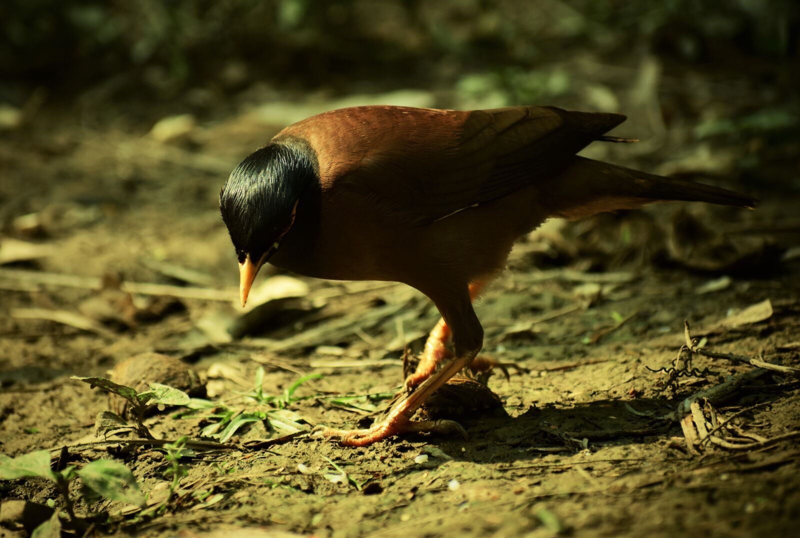Nikon D5600 sample photo. Bird, wildlife, nature photography