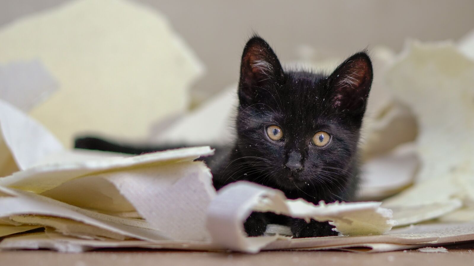 E 50mm F1.8 OSS sample photo. Kitten, cat, cute photography