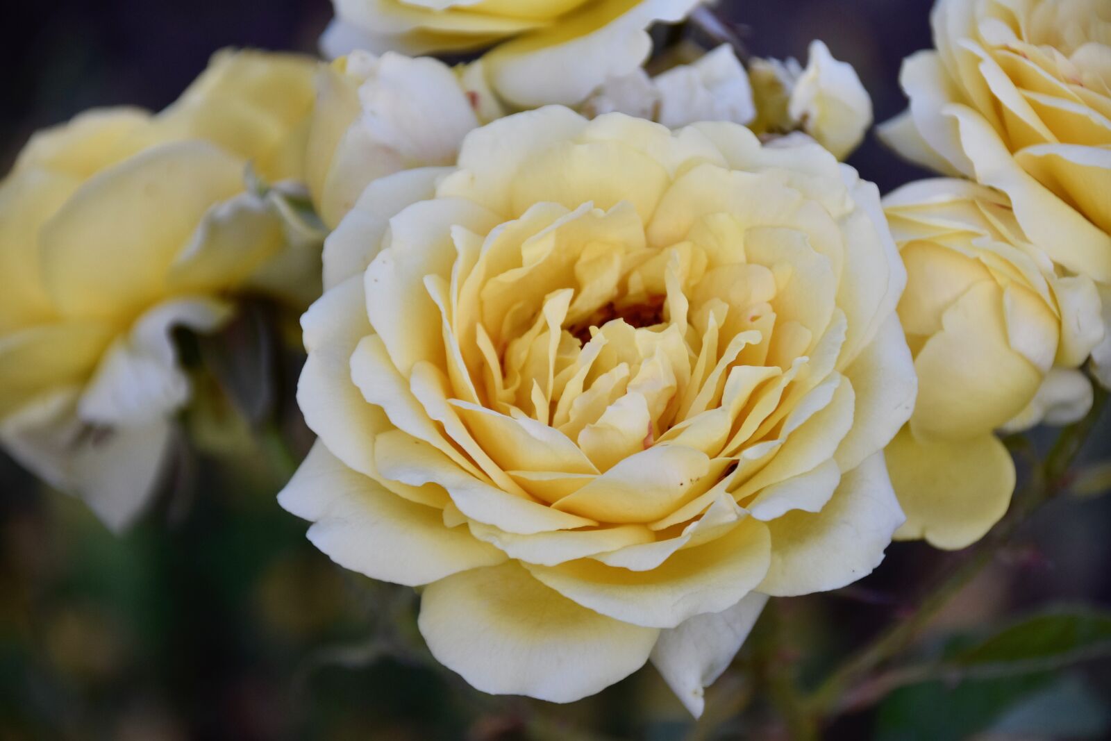 Nikon D5600 sample photo. Flower, yellow rose, rose photography