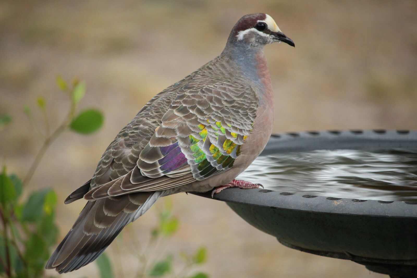 Canon EOS 100D (EOS Rebel SL1 / EOS Kiss X7) sample photo. Bird, nature, wildlife photography