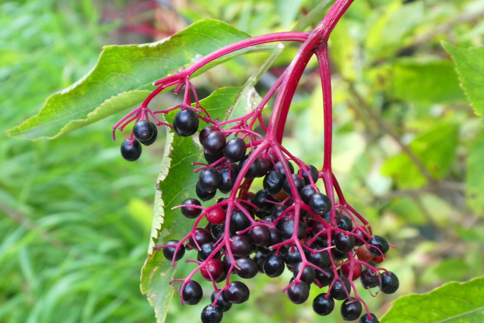 Panasonic Lumix DC-ZS70 (Lumix DC-TZ90) sample photo. Berries, elderberry, autumn photography