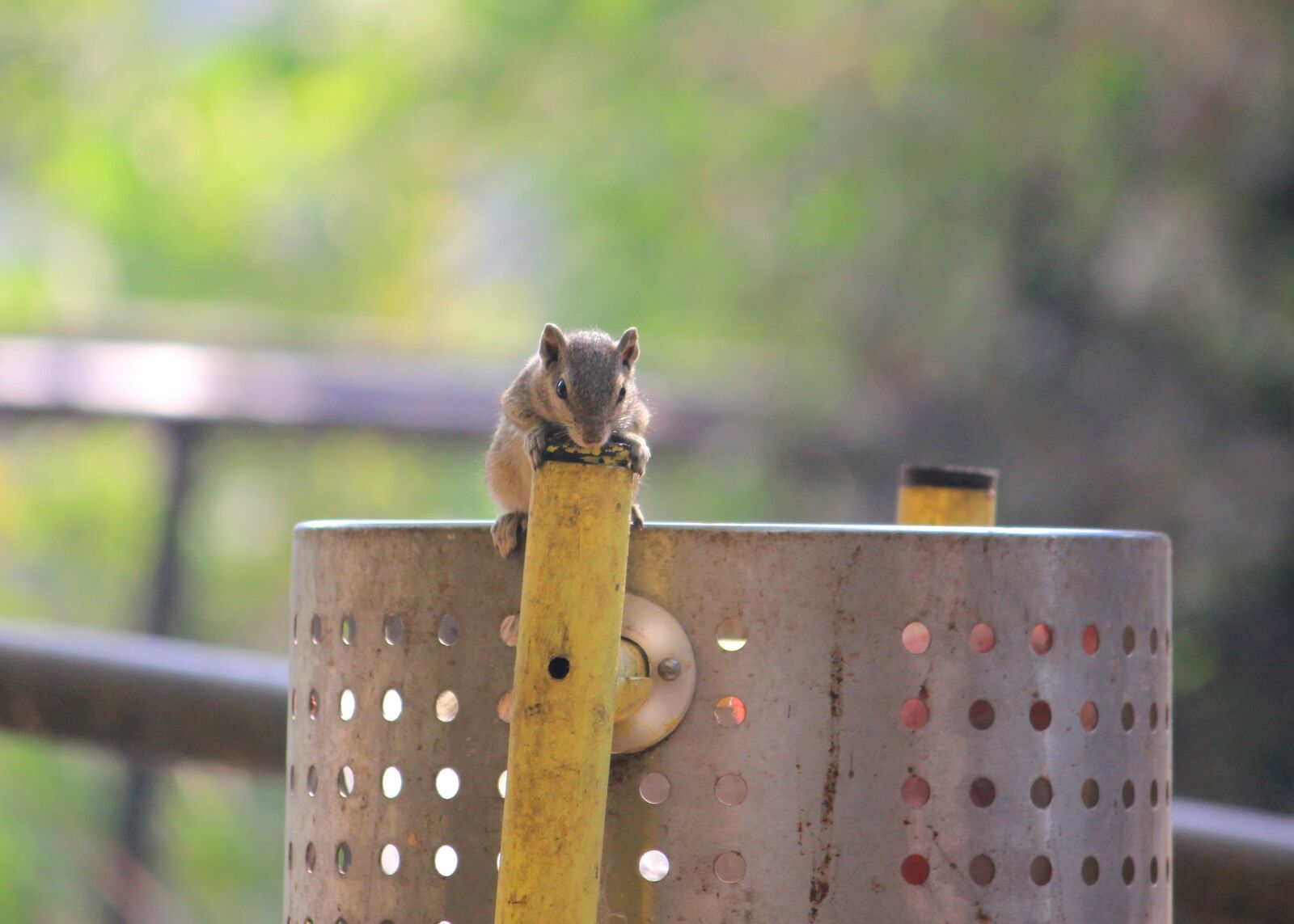 Canon EOS 550D (EOS Rebel T2i / EOS Kiss X4) sample photo. Squirrel, nature, zoo photography