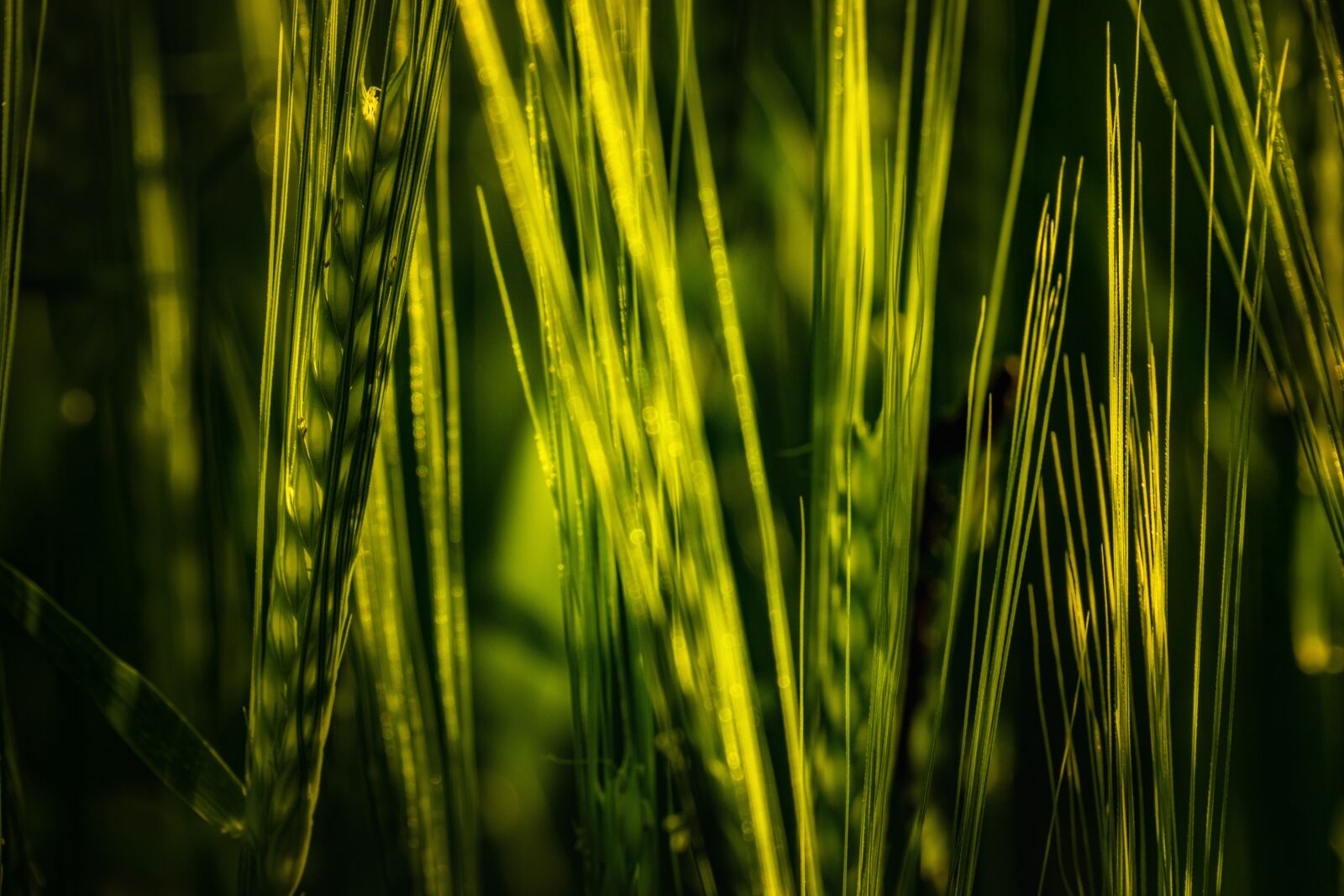 Sony E 70-350mm F4.5-6.3 G OSS sample photo. Wheat, spike, cereals photography