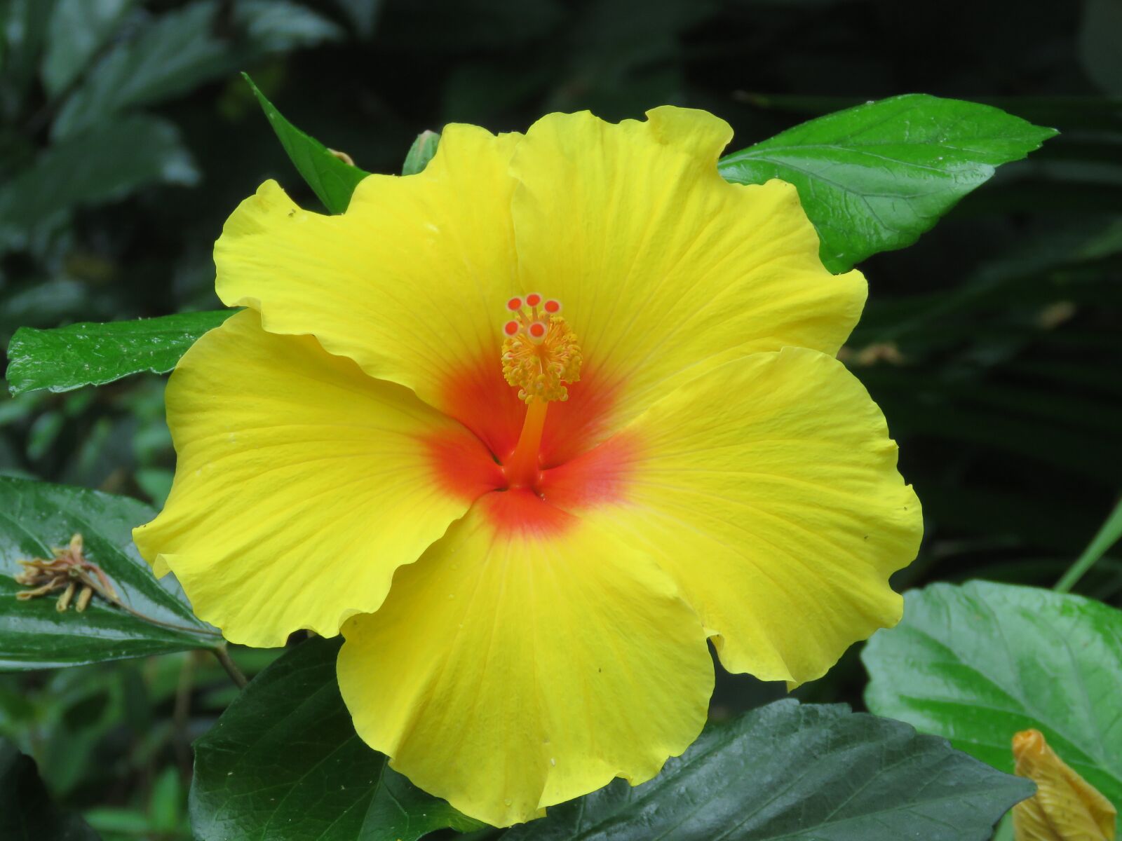 Canon PowerShot SX60 HS sample photo. Flower, bloom, blossom photography
