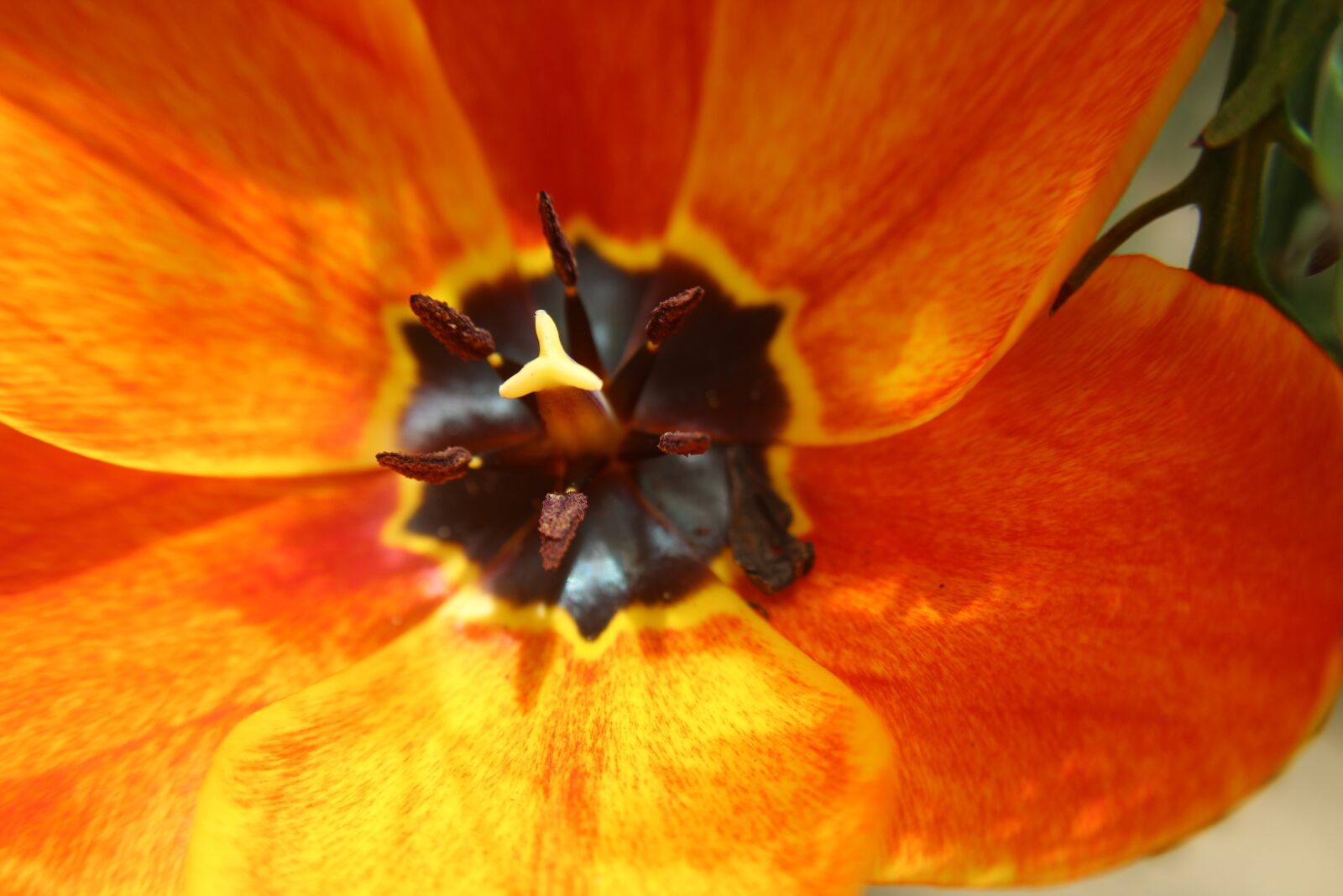 Canon EOS 1300D (EOS Rebel T6 / EOS Kiss X80) sample photo. Flower, tulip, spring photography