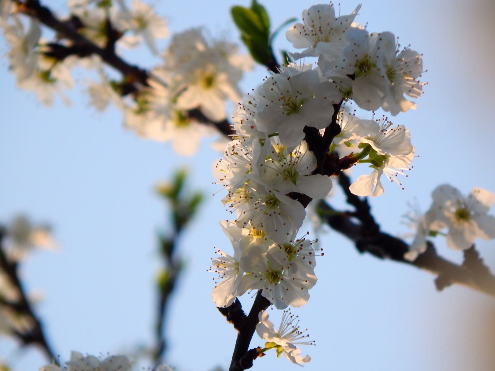 Nikon Coolpix L820 sample photo. Spring, flower, white photography