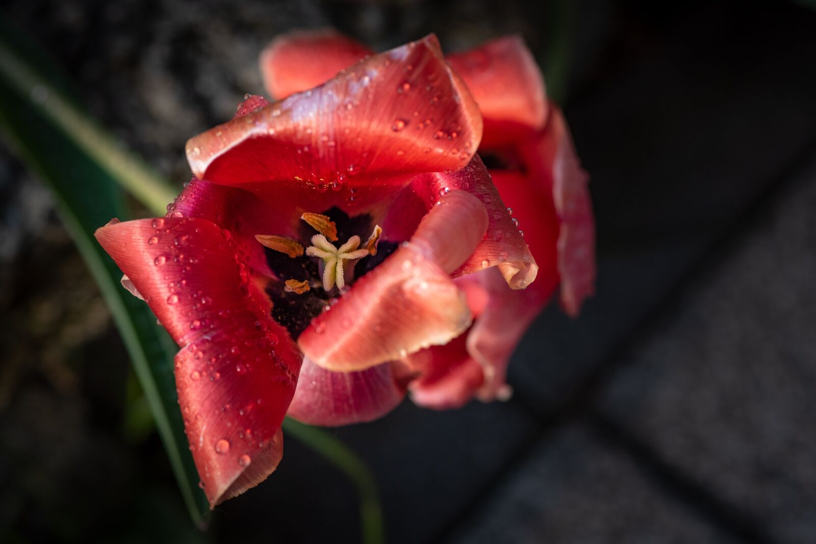 Nikon D750 sample photo. Tulip, blossom, bloom photography