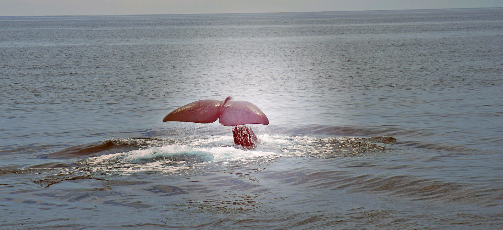 Nikon D5300 sample photo. Animals, fins, sea, water photography