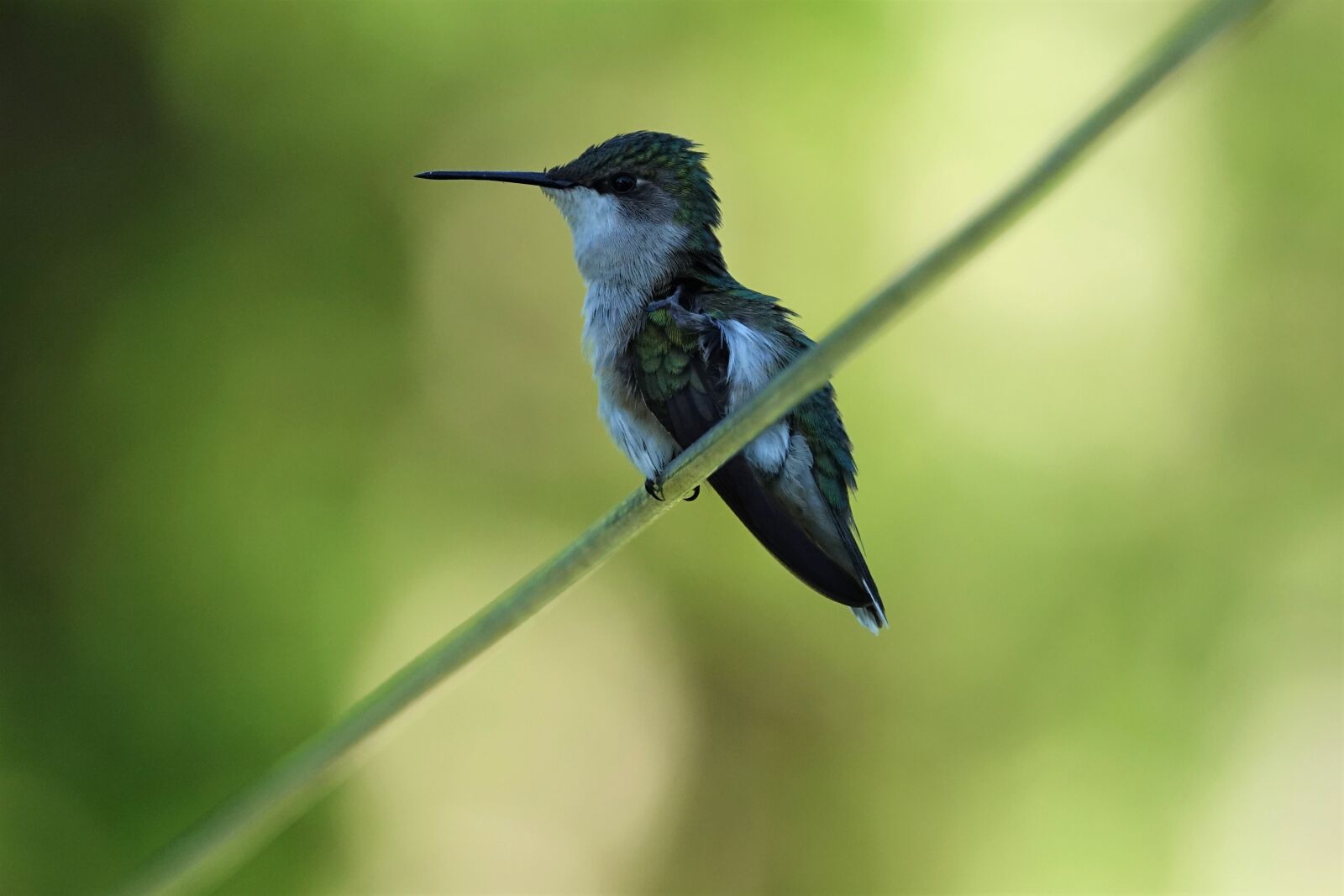 Sony Cyber-shot DSC-RX10 III sample photo. Ruby throated hummingbird, ruby photography