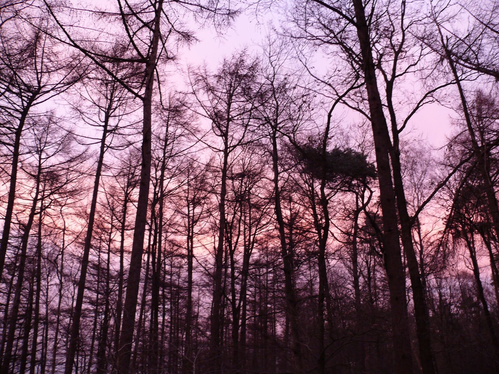 Panasonic DMC-FZ50 sample photo. Forest, sunset, purple photography