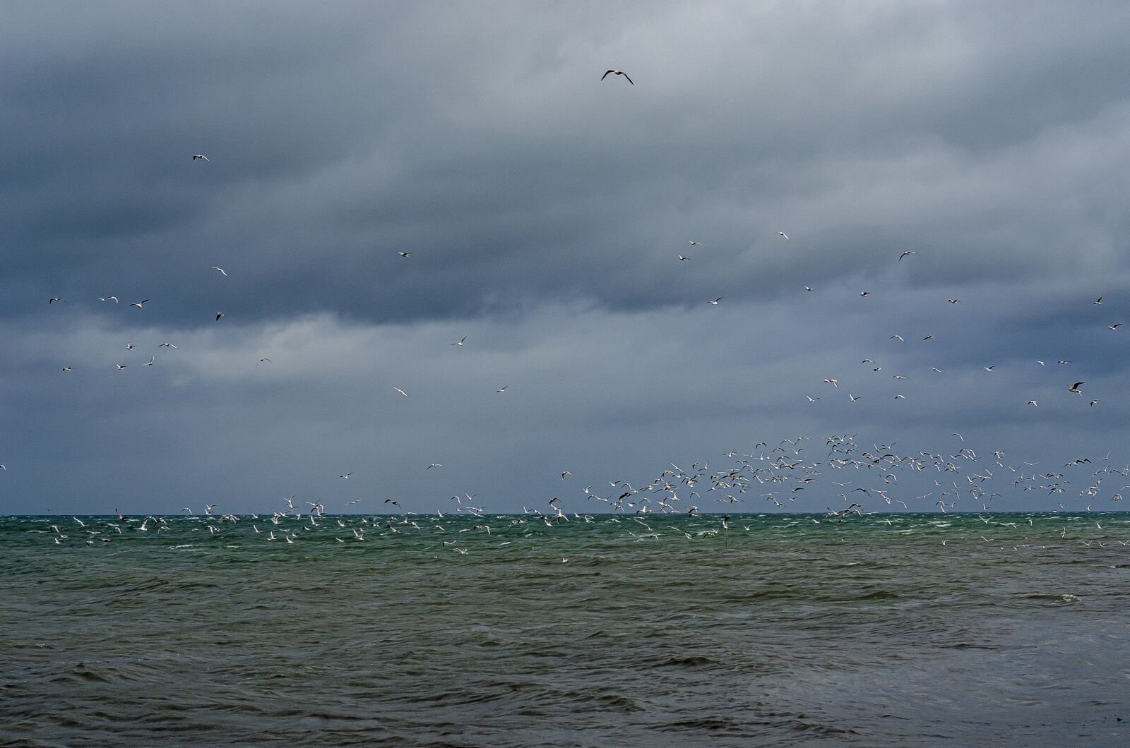 Nikon D7000 sample photo. Sea, ocean, seagull photography