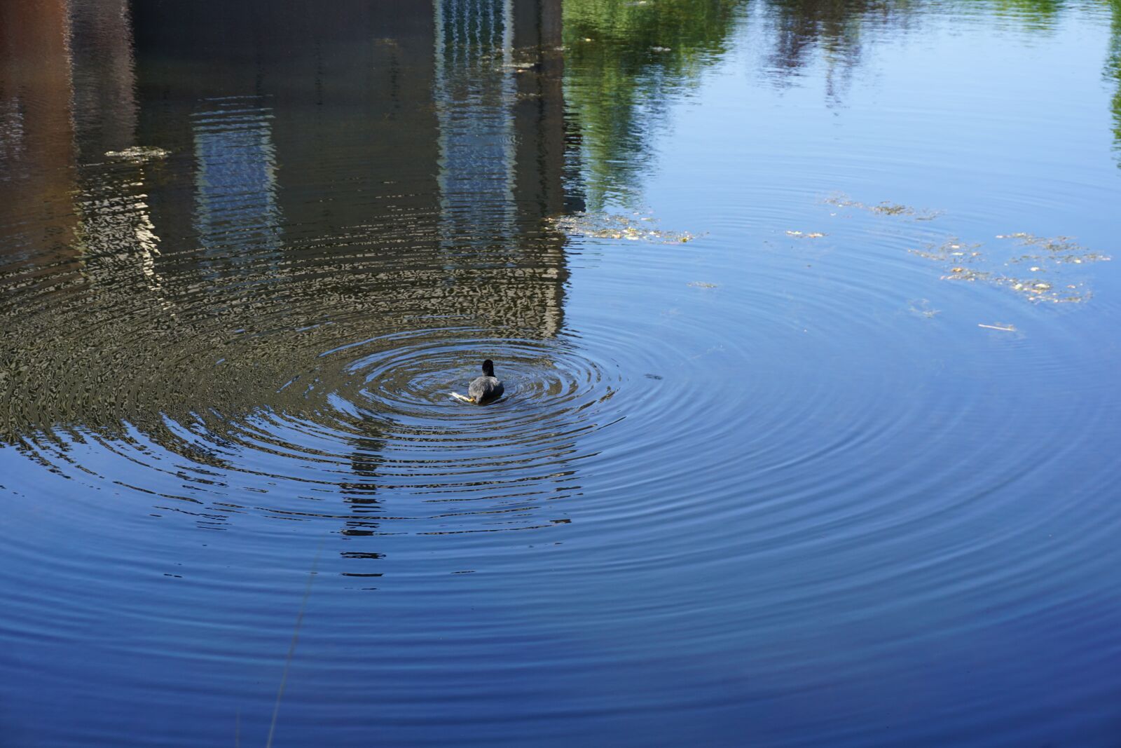 Sony a6000 sample photo. Moorhen, flip, rings photography