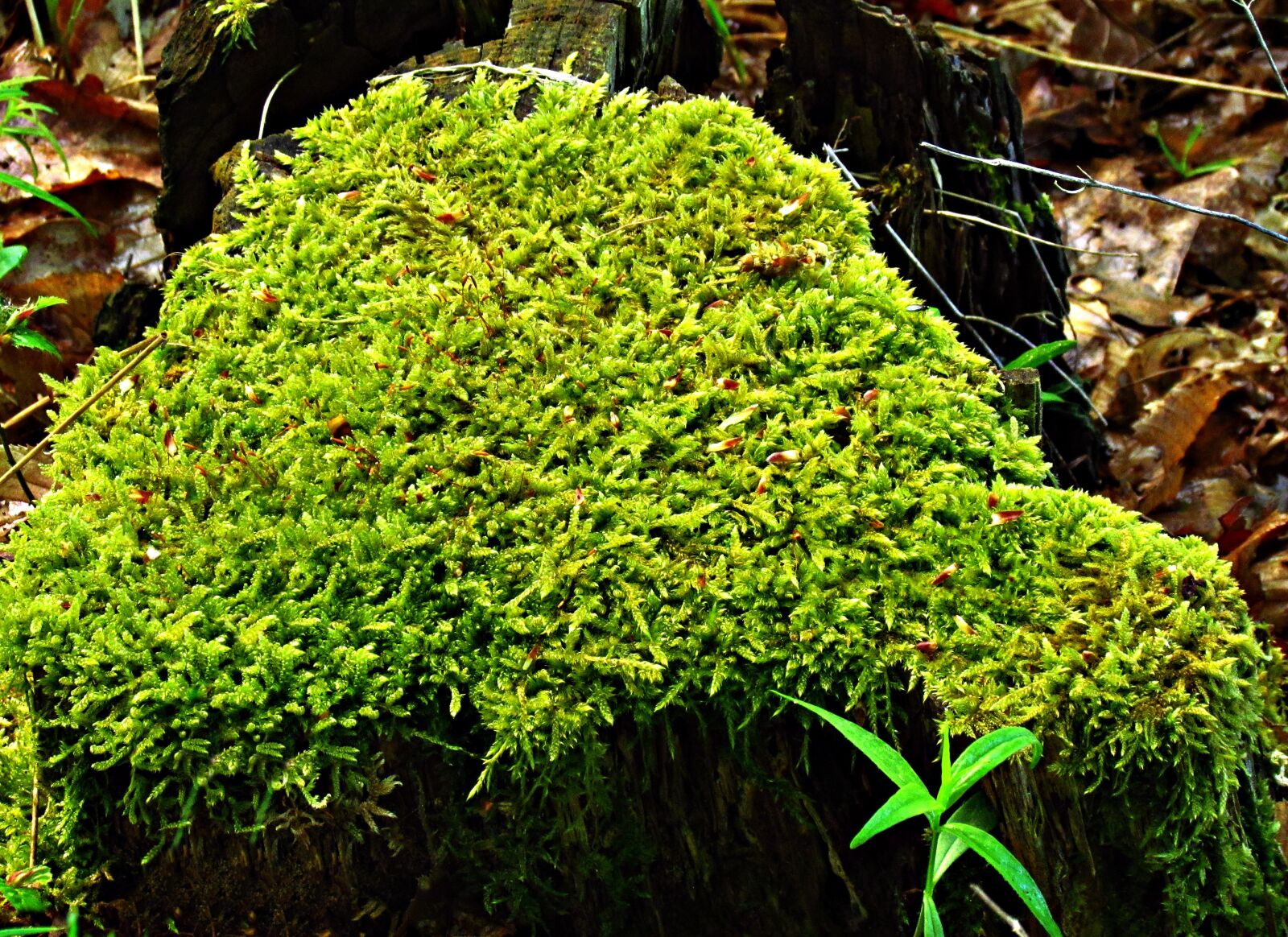 Примеры группы мхи. Симфиогина мох. Лесной мох сфагнум. Мох Калимантан. Сфагнум волосолистный.
