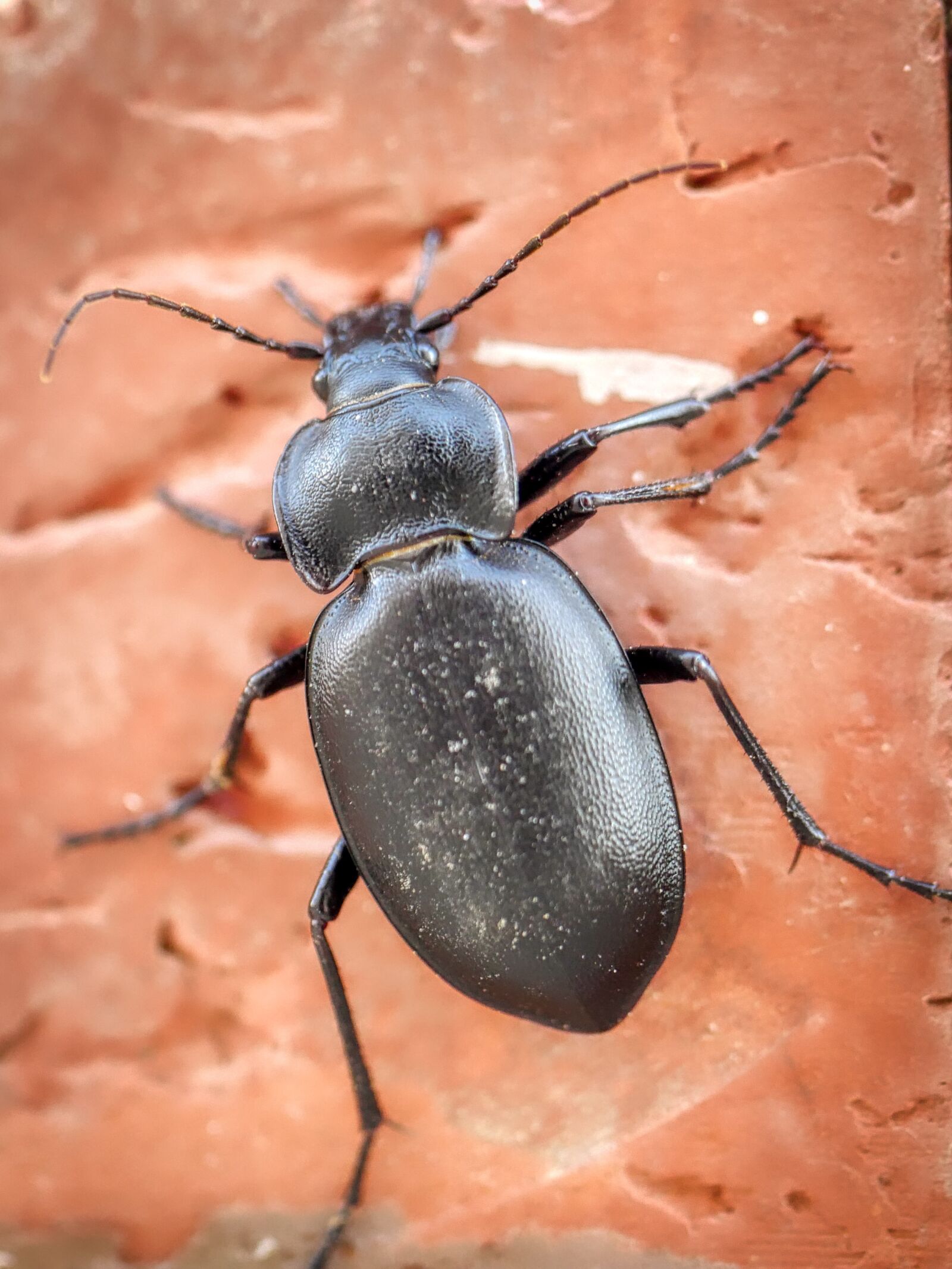 Panasonic Lumix DMC-GX8 sample photo. Beetle, animal, insect photography