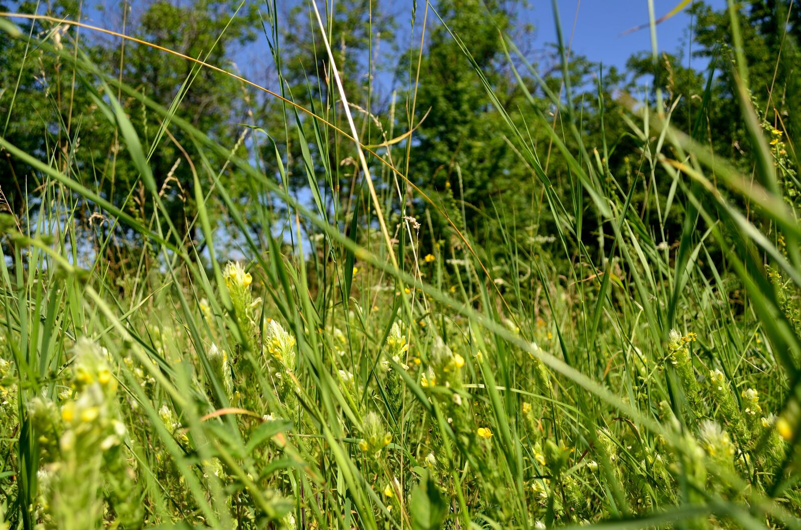 Nikon D5100 sample photo. Flowers, summer, motley grass photography