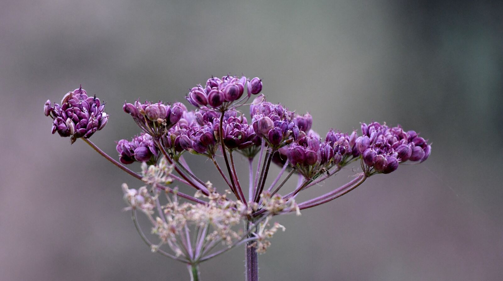 Nikon D500 sample photo. Plant, flora, purple photography