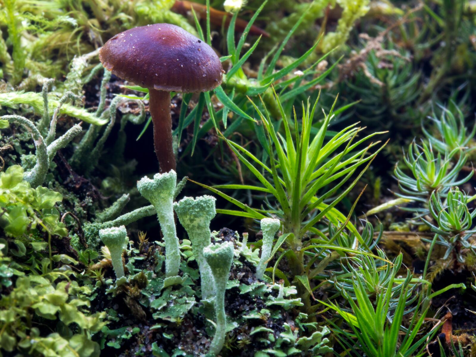 Canon EF-S 60mm F2.8 Macro USM sample photo. Forest, forest floor, moss photography