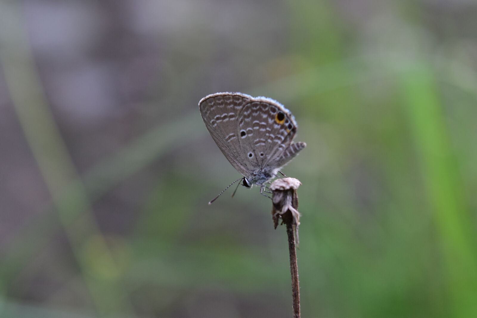 Nikon D5500 sample photo. Butterfly, insect, nature photography