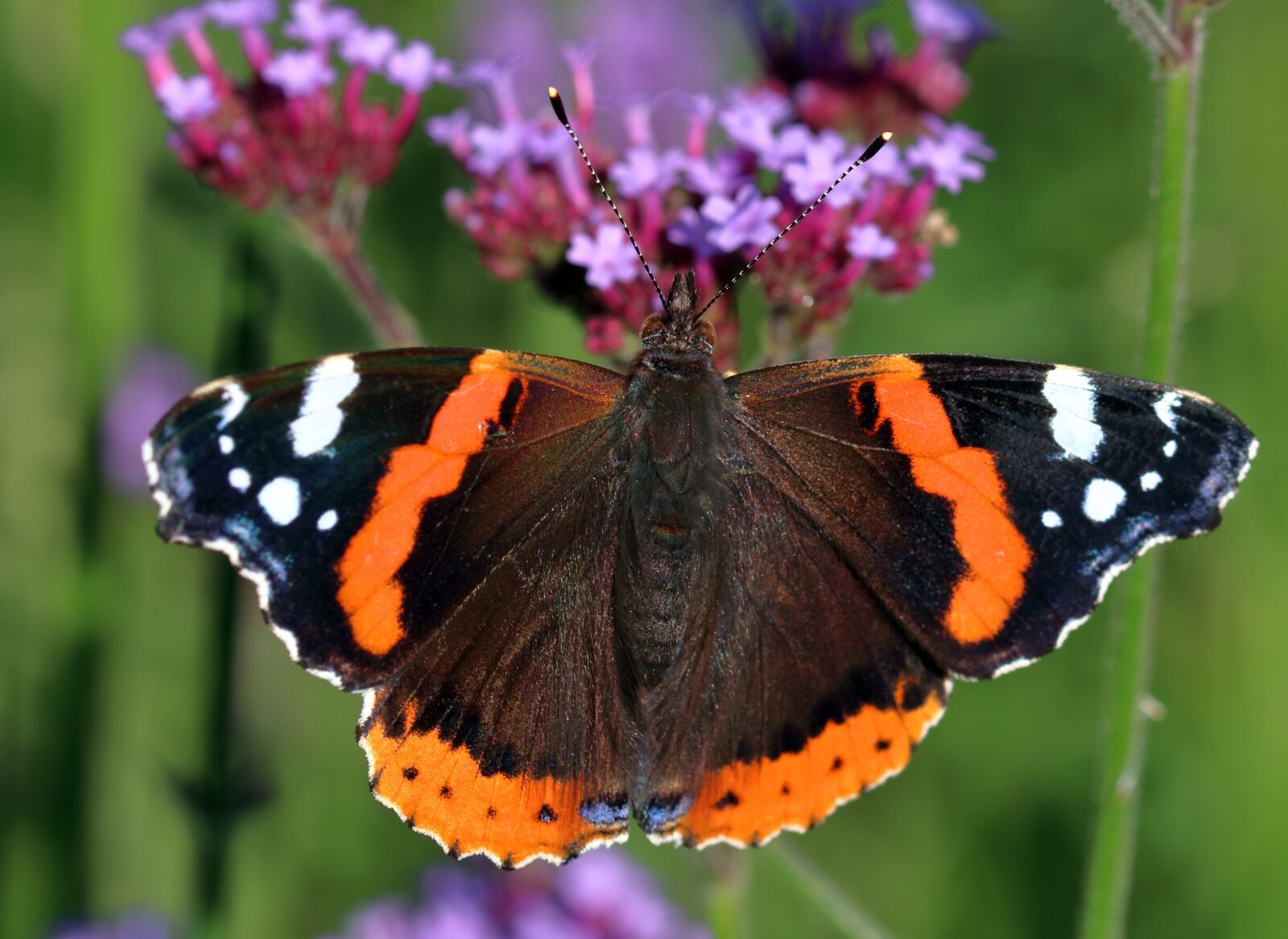 Canon EOS 80D sample photo. Red admiral, butterfly, insect photography