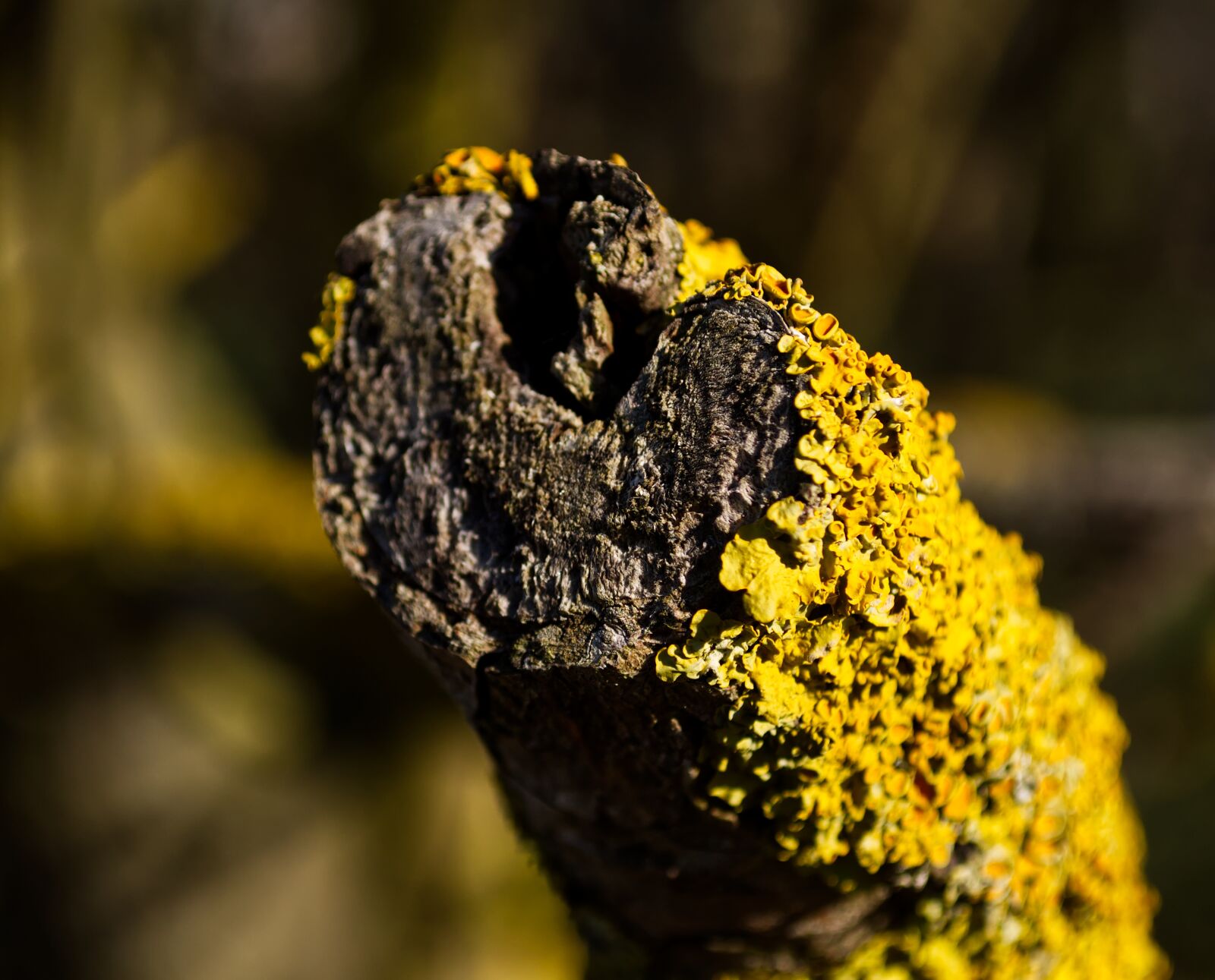 Nikon D5500 sample photo. Wood, branch, mushroom photography