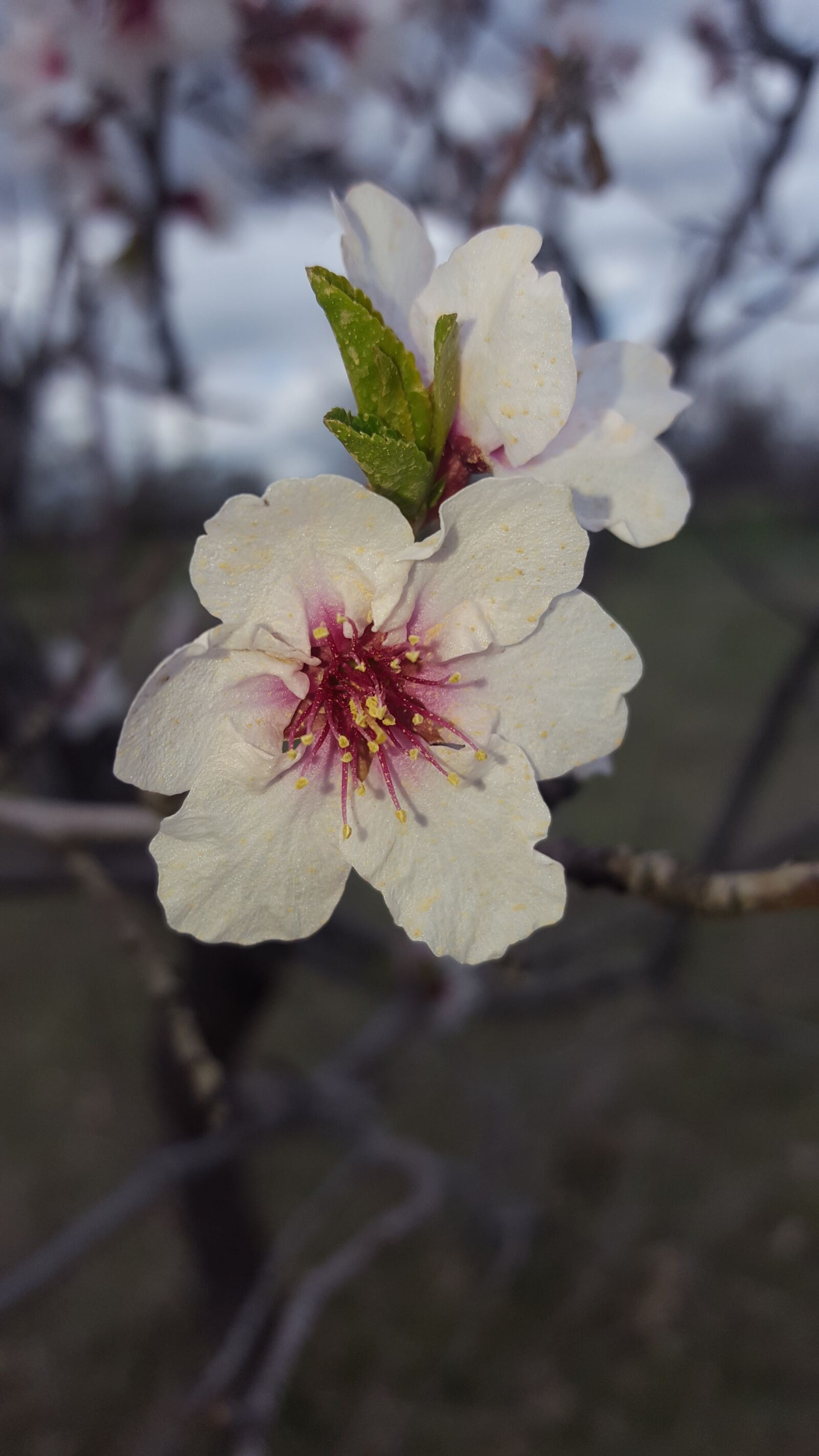 Samsung Galaxy S6 sample photo. Flower, plant, nature photography