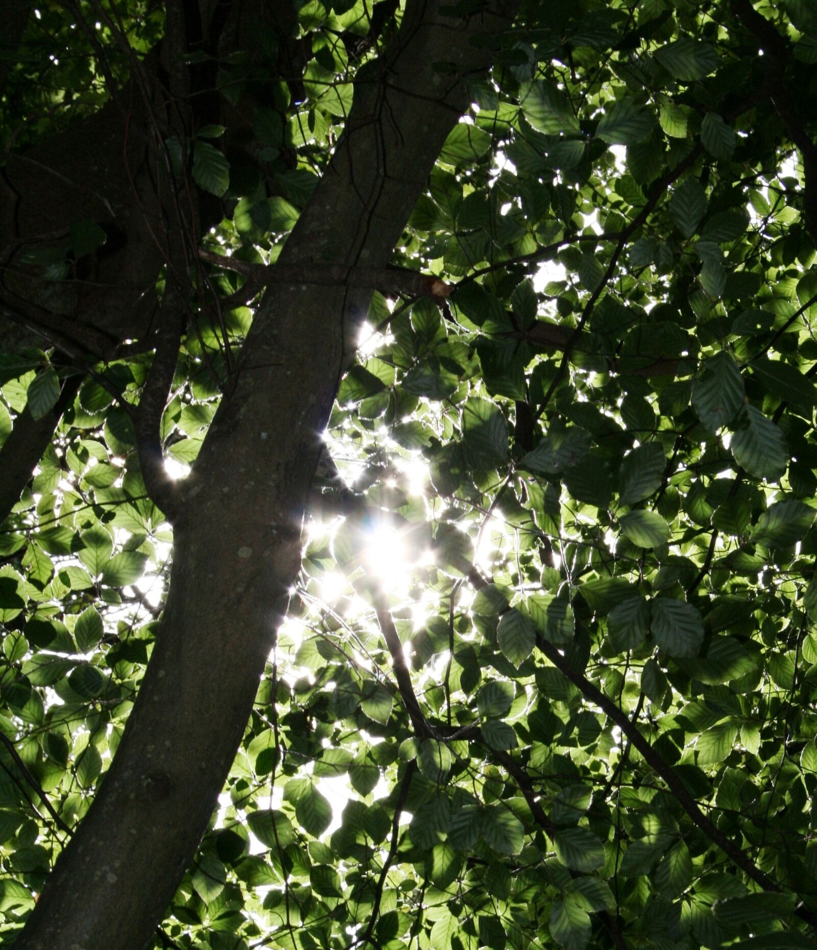 Canon EOS 400D (EOS Digital Rebel XTi / EOS Kiss Digital X) sample photo. Sunlight, trees, dappled photography
