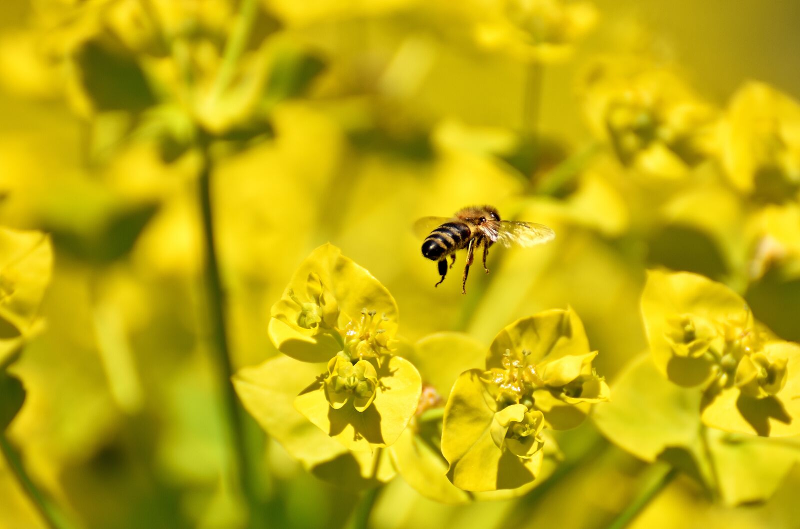 Nikon D7200 sample photo. Flowers, summer, yellow photography