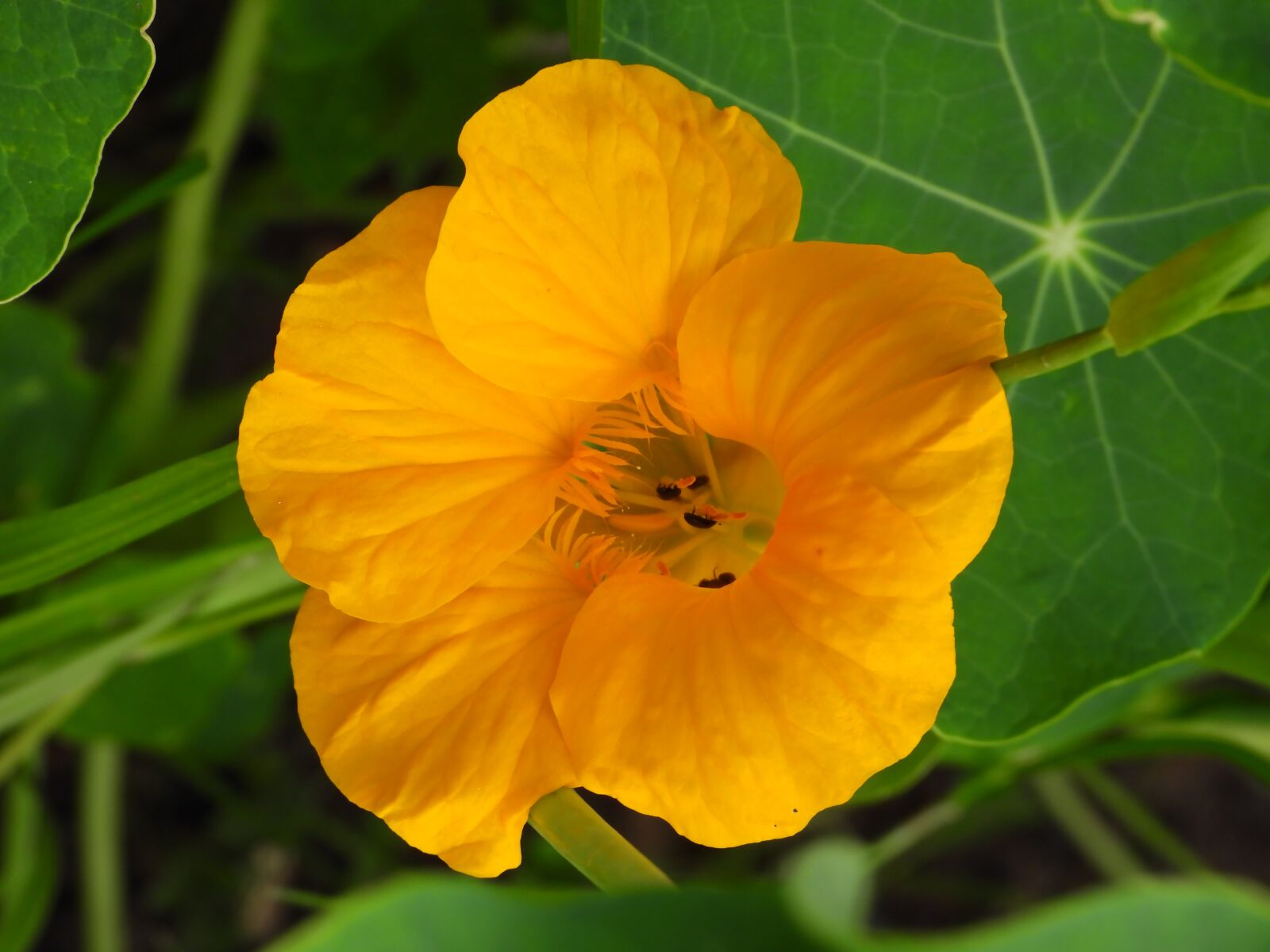 Nikon Coolpix P1000 sample photo. Nasturtium, flower, plant photography