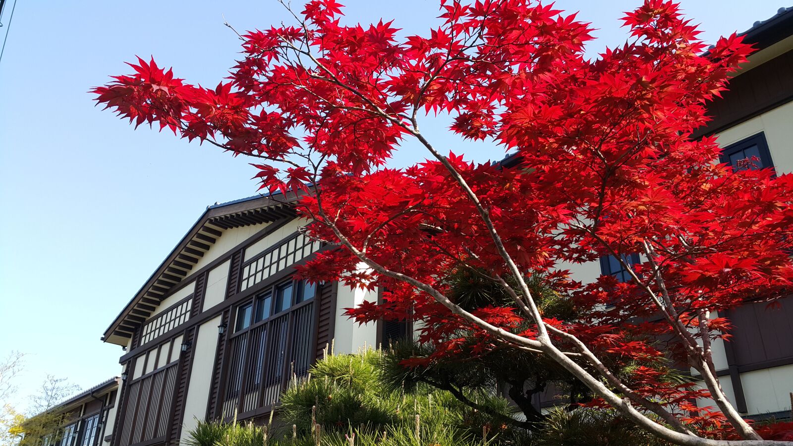Samsung Galaxy Note4 sample photo. Tree, blue sky, leaf photography