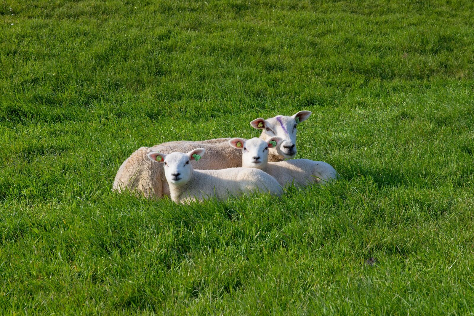 Canon EOS 6D Mark II sample photo. Sheep, white, black photography