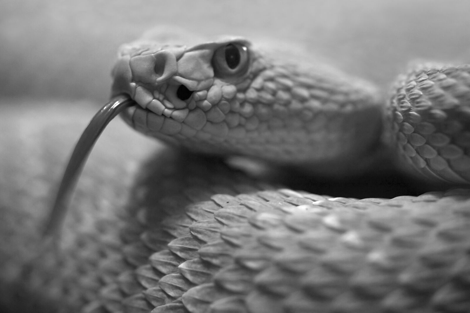 Canon EOS 5D sample photo. Fauna, rattlesnake, animal world photography
