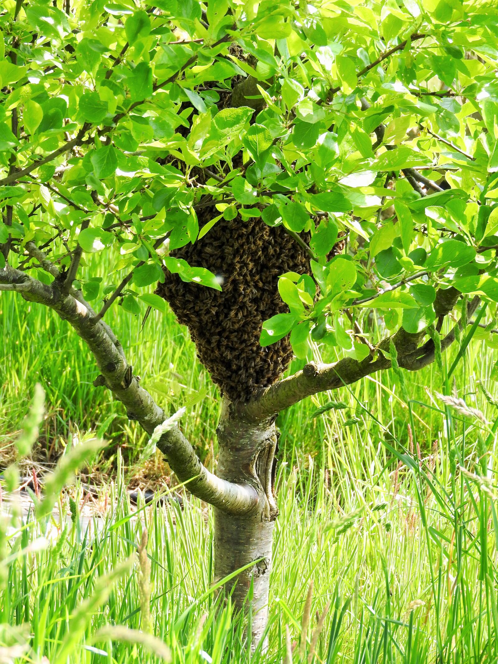 Nikon Coolpix P610 sample photo. Swarm, plum tree, bees photography