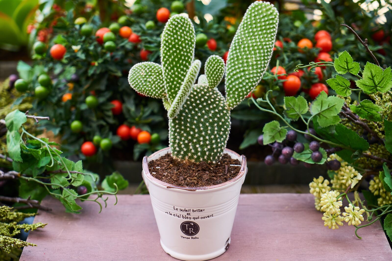 Sony a7R II sample photo. Flowerpot, flower, cactus photography