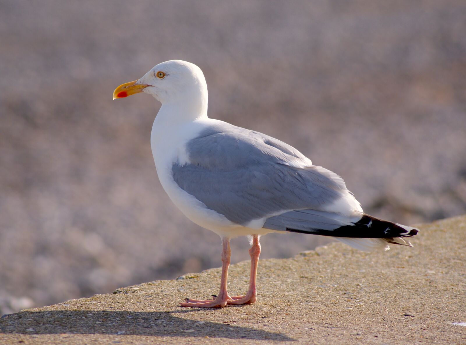 Sony Alpha DSLR-A350 sample photo. Seagull, bird, bill photography