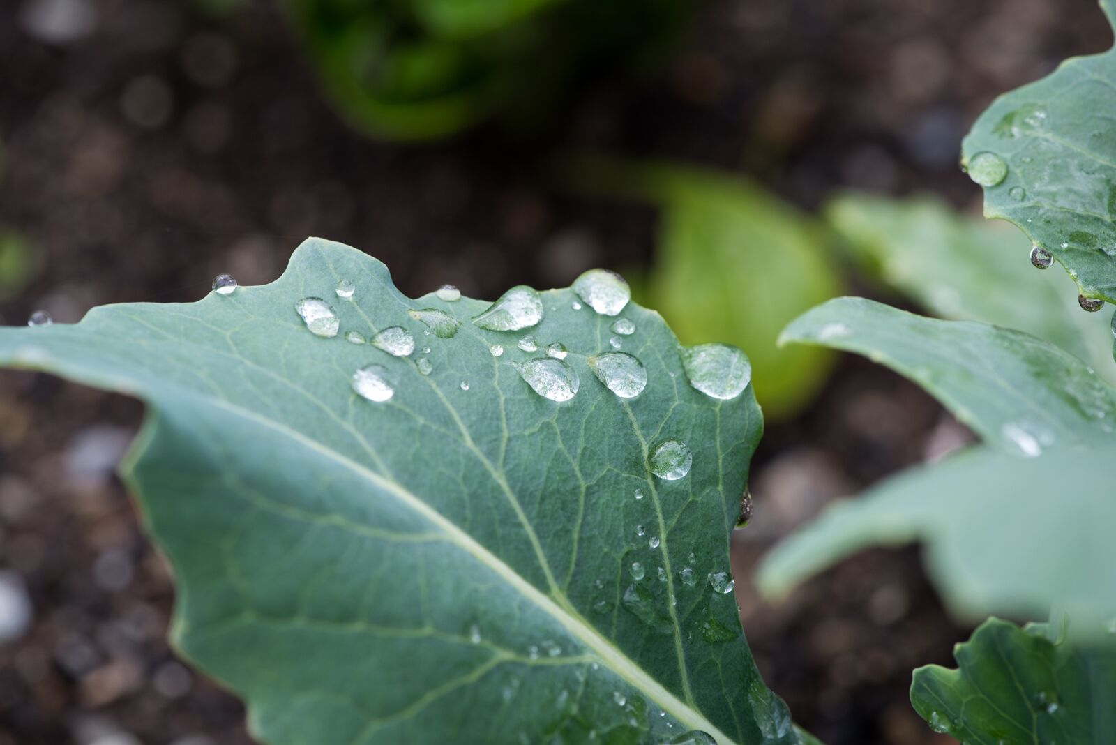 Nikon D750 sample photo. Leaf, green, green leaf photography